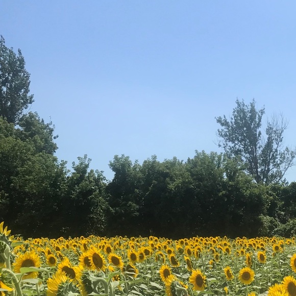 Meet your Posher, Janice - Picture 1 of 1